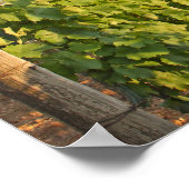 Tokaj Weinberge, Ungarn Poster (Ecke)