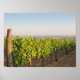Tokaj Weinberge, Ungarn Poster