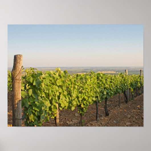 Tokaj Weinberge, Ungarn Poster (Vorne)