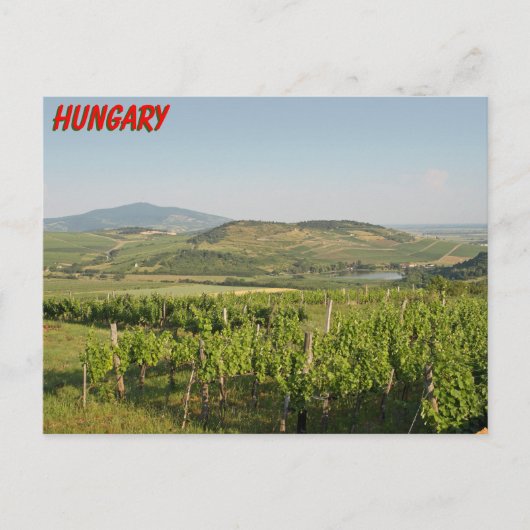 Tokaj Weinberge, Ungarn Postkarte (Vorderseite)