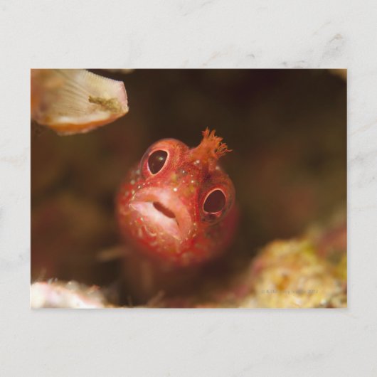 Tokio, Japan 2 Postkarte (Vorderseite)