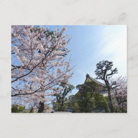 Tokyo Cherry Blossoms Sakura Postkarte (Vorderseite)