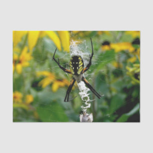 Tolle Foto-Orb-Weberin im Netz Seidenpapier