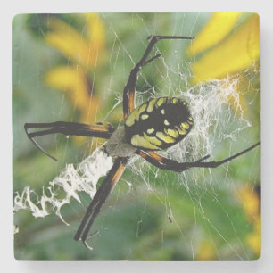 Tolle Foto-Orbweberin im Netz Steinuntersetzer