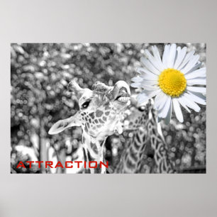 Tolle Giraffe Attraction Poster! Poster