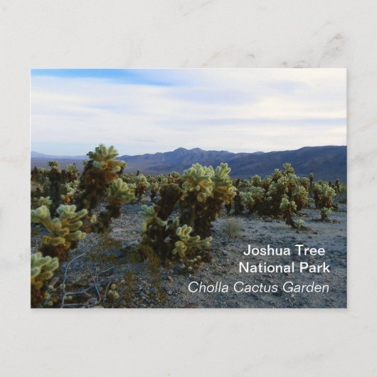 Tolle Joshua Tree Postcard! Postkarte (Vorderseite)