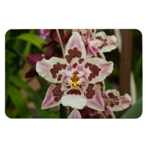 Tolle mehrfarbige Phalaenopsis-Orchidee Magnet