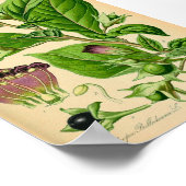 Toller Nachtschatten (Atropa belladonna) drucken Poster (Ecke)