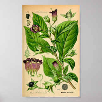 Toller Nachtschatten (Atropa belladonna) drucken Poster