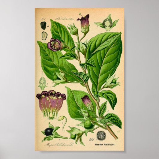 Toller Nachtschatten (Atropa belladonna) drucken Poster (Vorne)