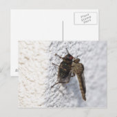 Tolmerus atricapillus postkarte (Vorne/Hinten)