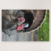 Tom die Türkei und sein Hühnerpuzzle-Spiel Puzzle (Horizontal)