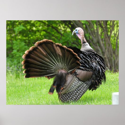 Tom Truthahn Federndisplay Poster (Vorne)