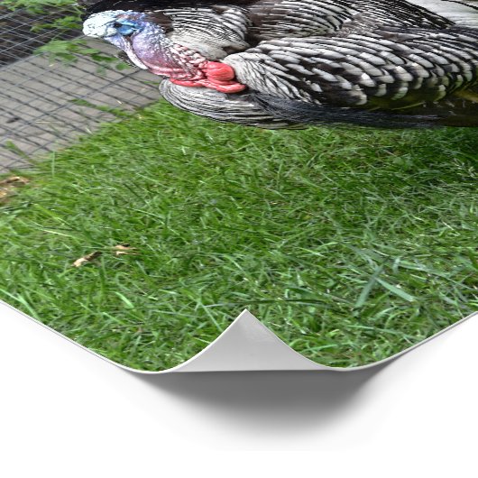 Tom Türkei Poster (Ecke)