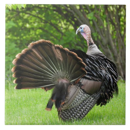 Tom Turkey Feather Display Fliese (Vorderseite)