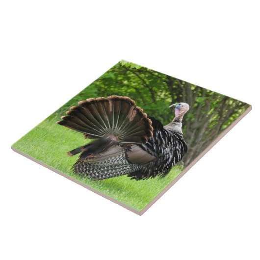 Tom Turkey Feather Display Fliese (Seite)