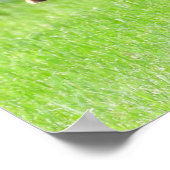 Tom Turkey Feather Display Poster (Ecke)