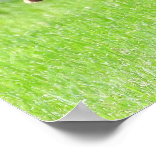 Tom Turkey Feather Display Poster (Ecke)