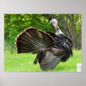 Tom Turkey Feather Display Poster (Vorne)