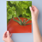 Tomate Flyer (Hand)