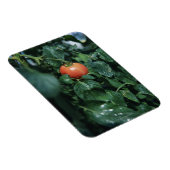 Tomate Magnet (Rechte Seite)