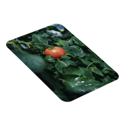 Tomate Magnet (Rechte Seite)