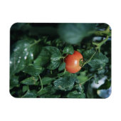 Tomate Magnet (Horizontal)