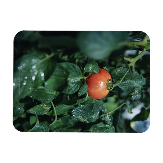 Tomate Magnet (Horizontal)