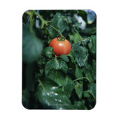 Tomate Magnet (Vertikal)