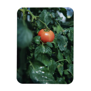 Tomate Magnet