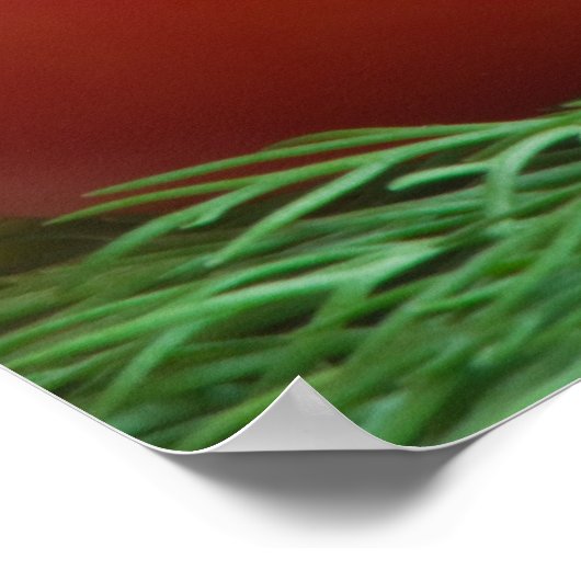 Tomate Poster (Ecke)