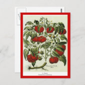 Tomate Postkarte (Vorne/Hinten)