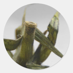 Tomate Runder Aufkleber