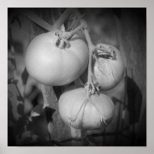Tomaten am Rebstock Schwarz-Weiß Poster