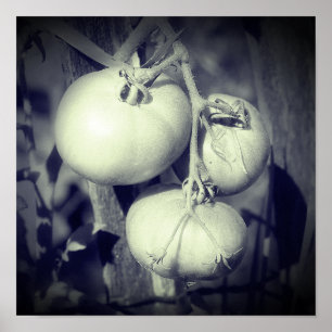Tomaten am Rebstock Schwarz-Weiß Poster