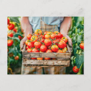 Tomaten, frisch, in den Händen des Bauern Feiertagspostkarte
