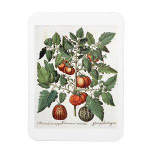 Tomaten/Melonen: 1.Poma amoris fructu luteo; 2 Magnet