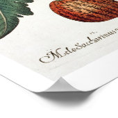 Tomaten/Melonen: 1.Poma amoris fructu luteo; 2 Poster (Ecke)