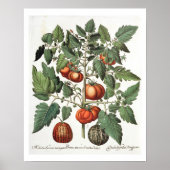 Tomaten/Melonen: 1.Poma amoris fructu luteo; 2 Poster (Vorne)