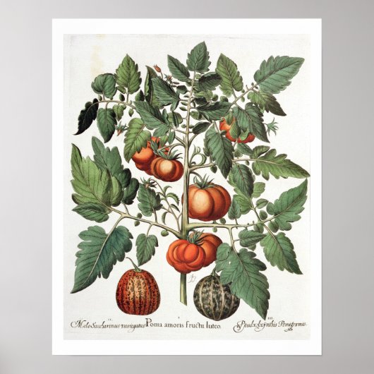 Tomaten/Melonen: 1.Poma amoris fructu luteo; 2 Poster (Vorne)