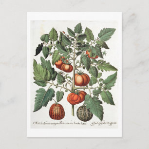 Tomaten/Melonen: 1.Poma amoris fructu luteo; 2 Postkarte