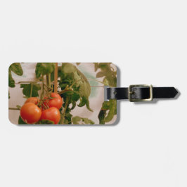 Tomaten/Paradeiser im Weinbau Gepäckanhänger