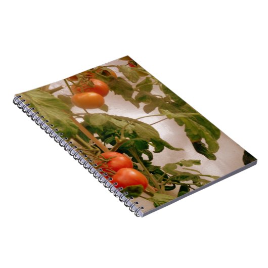Tomaten/Paradeiser im Weinbau Notizblock (Rechte Seite)