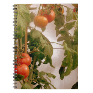 Tomaten/Paradeiser im Weinbau Notizblock