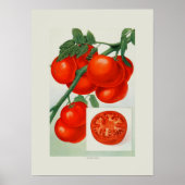 Tomaten Poster (Vorne)