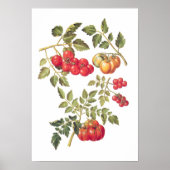 Tomaten Poster (Vorne)