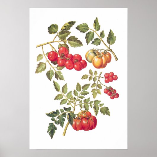 Tomaten Poster (Vorne)
