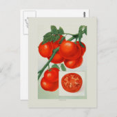 Tomaten Postkarte (Vorne/Hinten)