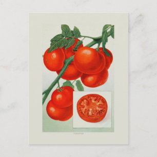 Tomaten Postkarte