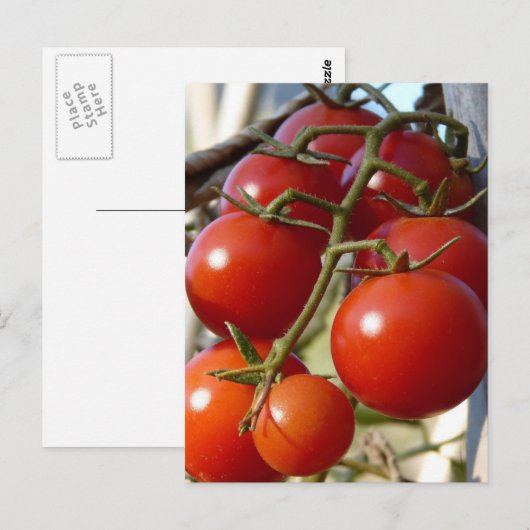 Tomaten Postkarte (Vorne/Hinten)